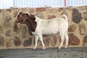 1X RAM BOERBOK KIERIE KARAOLIS