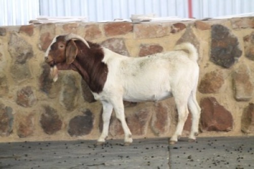 1X RAM BOERBOK KIERIE KARAOLIS