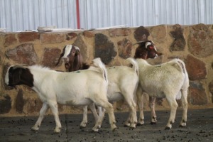 3X RAM BOERBOK KIERIE KARAOLIS (PER PIECE TO TAKE THE LOT)