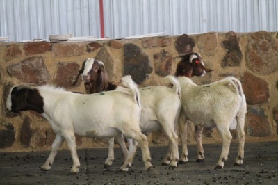 3X RAM BOERBOK KIERIE KARAOLIS (PER PIECE TO TAKE THE LOT)