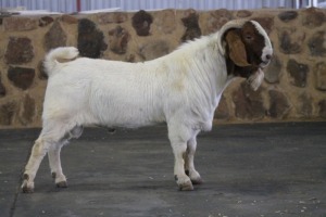 1X RAM BOERBOK WILJO BOERBOK STOET