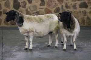 2X OOI/EWE DORPER WIMEG / WILLEM VAN HEERDEN (PER PIECE TO TAKE THE LOT)