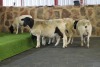 3+3X OOI/EWE DORPER WIMEG / WILLEM VAN HEERDEN (PER PIECE TO TAKE THE LOT)