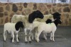 2+4X OOI/EWE DORPER WIMEG / WILLEM VAN HEERDEN (PER PIECE TO TAKE THE LOT)