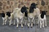 2+4X OOI/EWE DORPER WIMEG / WILLEM VAN HEERDEN (PER PIECE TO TAKE THE LOT) - 2