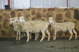 5X OOI/EWE WIT DORPER FRED (PER PIECE TO TAKE THE LOT)