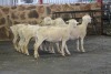 5X OOI/EWE WIT DORPER FRED (PER PIECE TO TAKE THE LOT) - 2