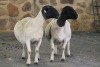 2X OOI/EWE DORPER FRED (PER PIECE TO TAKE THE LOT)