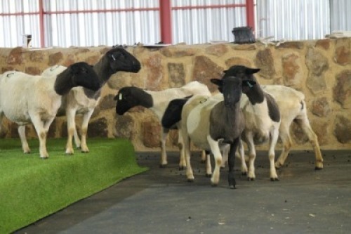 7X OOI/EWE DORPER FRED (PER PIECE TO TAKE THE LOT)