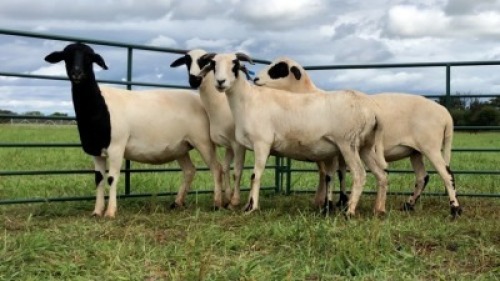 LOT 121 4X MEATMASTER OOI/EWE (PER STUK OM LOT TE NEEM/PER PIECE TO TAKE THE LOT)