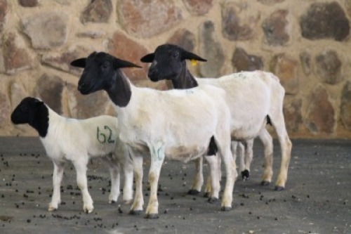2+2X OOI/EWE DORPER FRED (PER PIECE TO TAKE THE LOT)