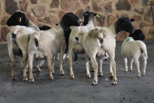 4+4X OOI/EWE DORPER FRED (PER PIECE TO TAKE THE LOT)