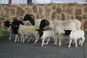 3+5X OOI/EWE DORPER FRED (PER PIECE TO TAKE THE LOT)