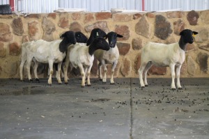 6X OOI/EWE DORPER FRED (PER PIECE TO TAKE THE LOT)