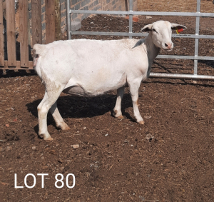 2X OOI/EWE WIT DORPER STEPHANIE SCHUTTE (PER PIECE TO TAKE THE LOT)