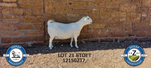 LOT 21 1X OOIE/EWE GHAAP BOERDERY STOET/STUD