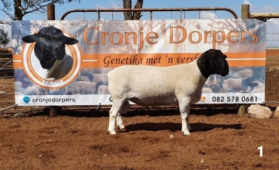 1x DORPER RAM - 2T CRONJE DORPERS KUDDE