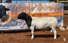 1x DORPER RAM - 2T CRONJE DORPERS TIPE 5