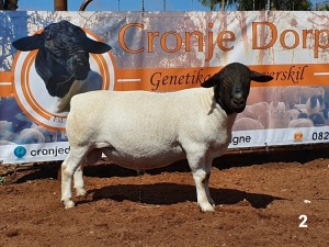 1x DORPER RAM - 2T CRONJE DORPERS KUDDE