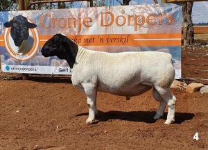 1x DORPER RAM - 2T CRONJE DORPERS STOET