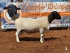 1x DORPER RAM - 2T CRONJE DORPERS STOET