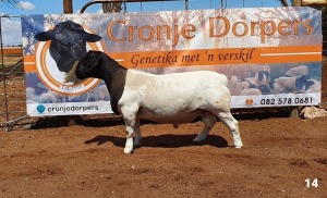 1x DORPER RAM - 2T CRONJE DORPERS STOET