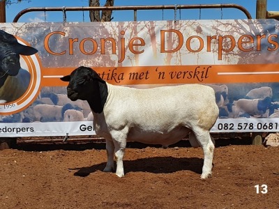 1x DORPER RAM - 2T CRONJE DORPERS KUDDE