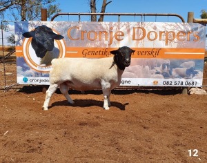 1x DORPER RAM - 2T CRONJE DORPERS KUDDE