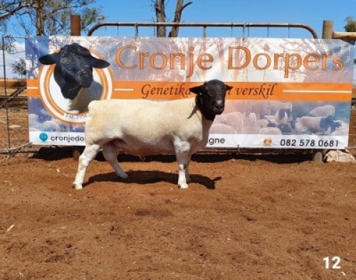 1x DORPER RAM - 2T CRONJE DORPERS KUDDE