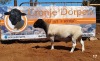 1x DORPER RAM - 2T CRONJE DORPERS KUDDE