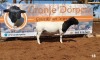 1x DORPER RAM - 2T CRONJE DORPERS KUDDE