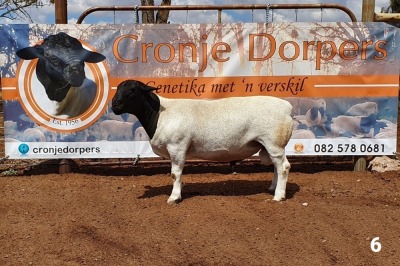 1x DORPER RAM - 2T CRONJE DORPERS KUDDE