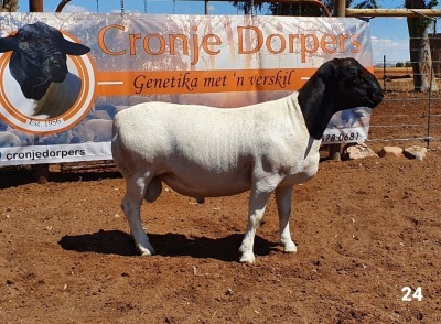 1x DORPER RAM - 2T CRONJE DORPERS KUDDE