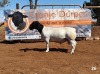 1x DORPER RAM - LAM CRONJE DORPERS TIPE 5