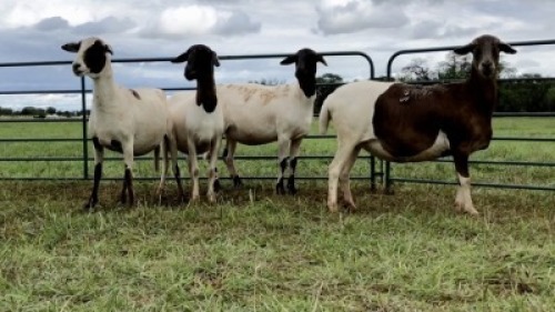 LOT 132 4X MEATMASTER OOI/EWE (PER STUK OM LOT TE NEEM/PER PIECE TO TAKE THE LOT)