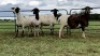 LOT 132 4X MEATMASTER OOI/EWE (PER STUK OM LOT TE NEEM/PER PIECE TO TAKE THE LOT)