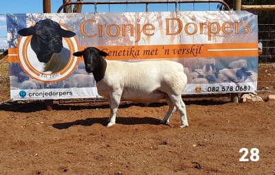 1x DORPER RAM - 2T CRONJE DORPERS KUDDE