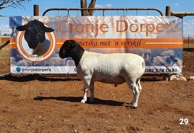 1x DORPER RAM - 2T CRONJE DORPERS KUDDE