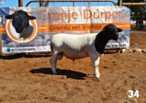 1x DORPER RAM - 2T CRONJE DORPERS KUDDE