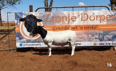 1x DORPER RAM - 2T CRONJE DORPERS STOET