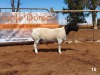 1x DORPER RAM - 6T CRONJE DORPERS TIPE 5