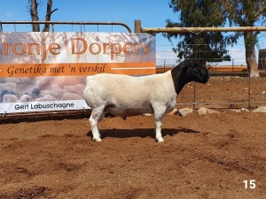 1x DORPER RAM - 6T CRONJE DORPERS TIPE 5