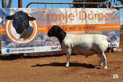 1x DORPER RAM - 2T CRONJE DORPERS KUDDE