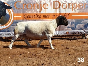 1x DORPER RAM - 2T CRONJE DORPERS KUDDE