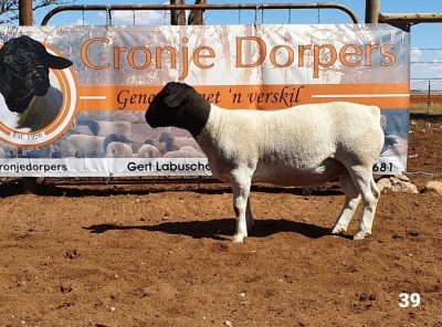 1x DORPER RAM - 2T CRONJE DORPERS KUDDE