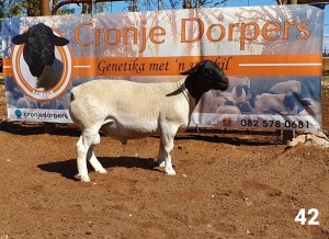 1x DORPER RAM - 2T CRONJE DORPERS KUDDE