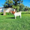 1x BOERBOK RAM JOUBERT HORN BOERBOET STOET KUDDE/FLOCK - 2