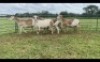 LOT 138 5X MEATMASTER OOI/EWE (PER STUK OM LOT TE NEEM/PER PIECE TO TAKE THE LOT)