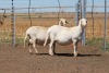 2X EWE DIDYMUS MEATMASTERS (PER PIECE TO TAKE THE LOT)