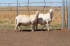 2X EWE DIDYMUS MEATMASTERS (PER PIECE TO TAKE THE LOT) - 2